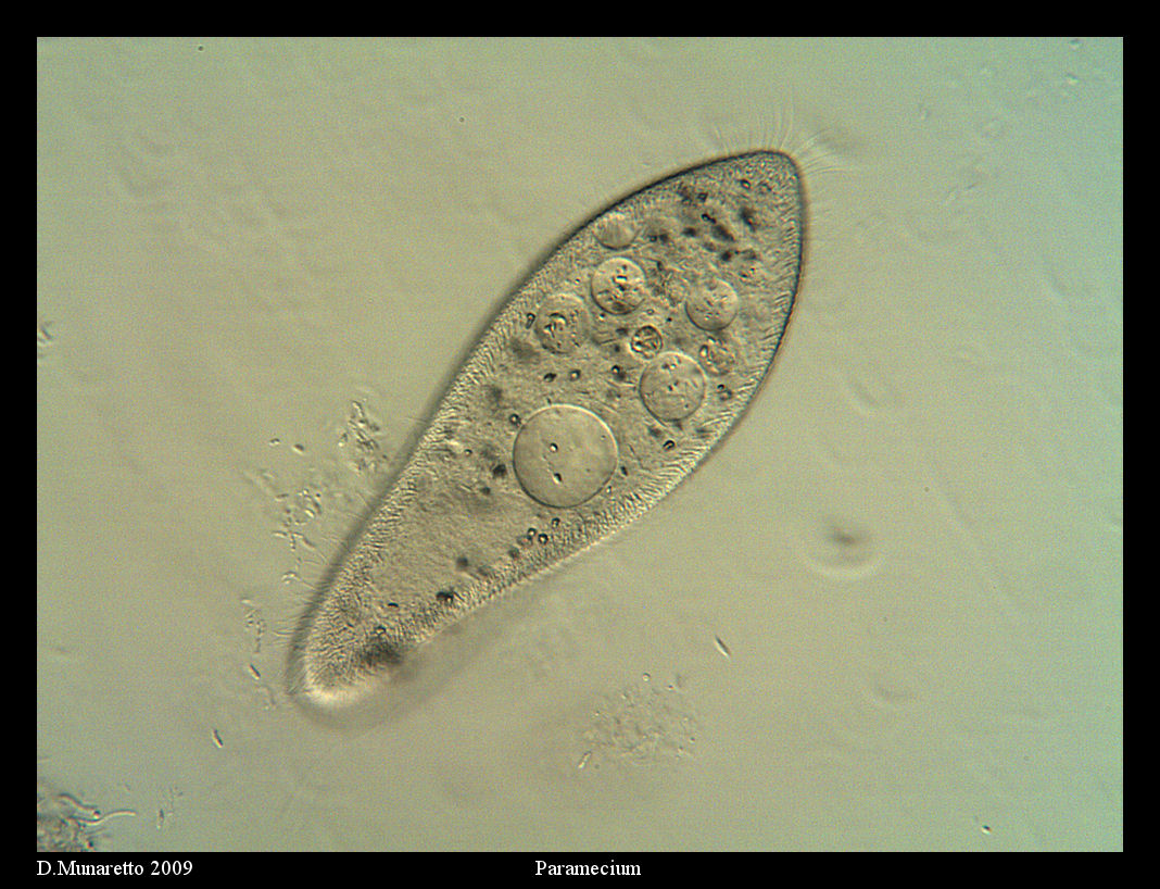 PARAMECIUM...finalmente!